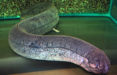Lepidosiren Paradoxa XXL Zuid-Amerikaanse Longvis